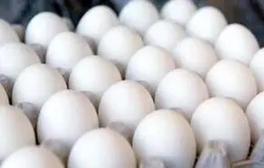قیمت تخم مرغ امروز چهارشنبه ۳ مرداد ماه ۱۴۰۳ | قیمت تخم مرغ گران شد؟! + جدول