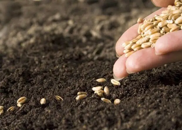 مبارزه با آفات و بیماری‌ها؛ خط‌قرمز نجات ۴۰ درصد تولید غلات در لرستان