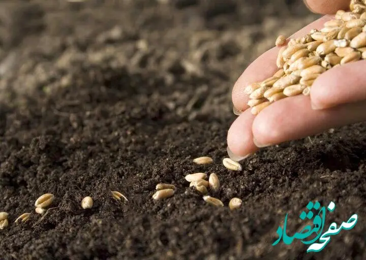 مبارزه با آفات و بیماری‌ها؛ خط‌قرمز نجات ۴۰ درصد تولید غلات در لرستان