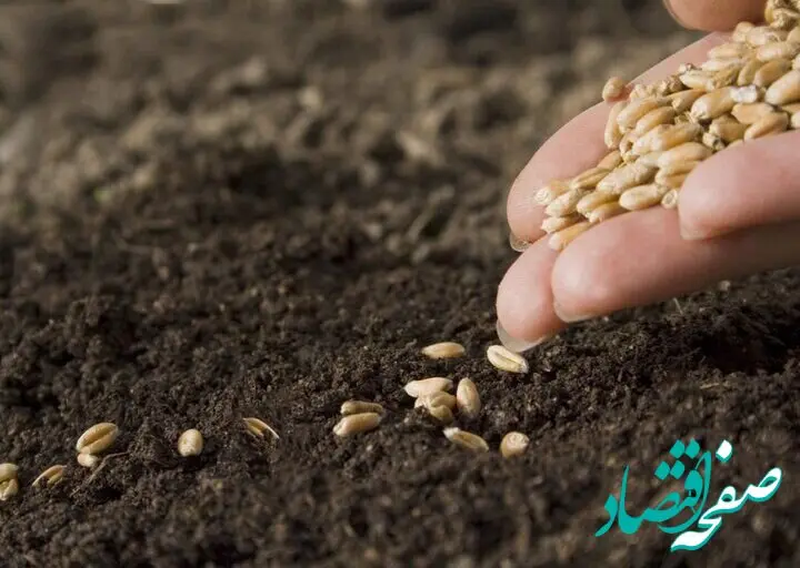 مبارزه با آفات و بیماری‌ها؛ خط‌قرمز نجات ۴۰ درصد تولید غلات در لرستان