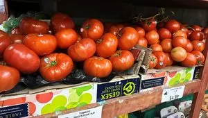 علت التهاب بازار صیفی جات آمریکا مشخص شد