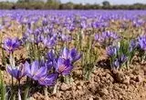 زمان برگزاری سومین جشنواره ملی زعفران علوی اعلام شد