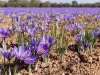 زمان برگزاری سومین جشنواره ملی زعفران علوی اعلام شد