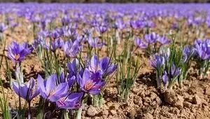 زمان برگزاری سومین جشنواره ملی زعفران علوی اعلام شد