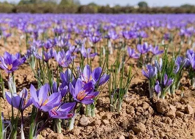 زمان برگزاری سومین جشنواره ملی زعفران علوی اعلام شد