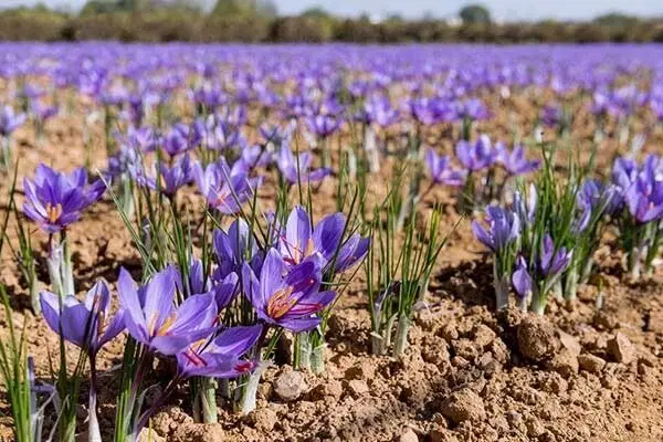 زمان برگزاری سومین جشنواره ملی زعفران علوی اعلام شد