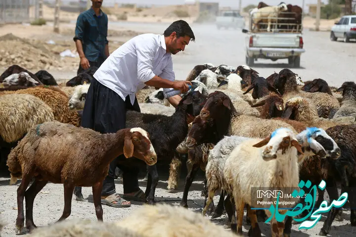 قیمت دام‌زنده امروز پنجشنبه ۱۵ شهریور ماه ۱۴۰۳ / قیمت گوشت سقوط کرد! + جزییات تغییر قیمت