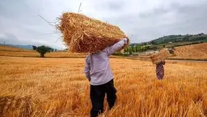 آخرین خبر از پرداخت مطالبات گندمکاران امروز شنبه ۲۷ تیر ۱۴۰۵