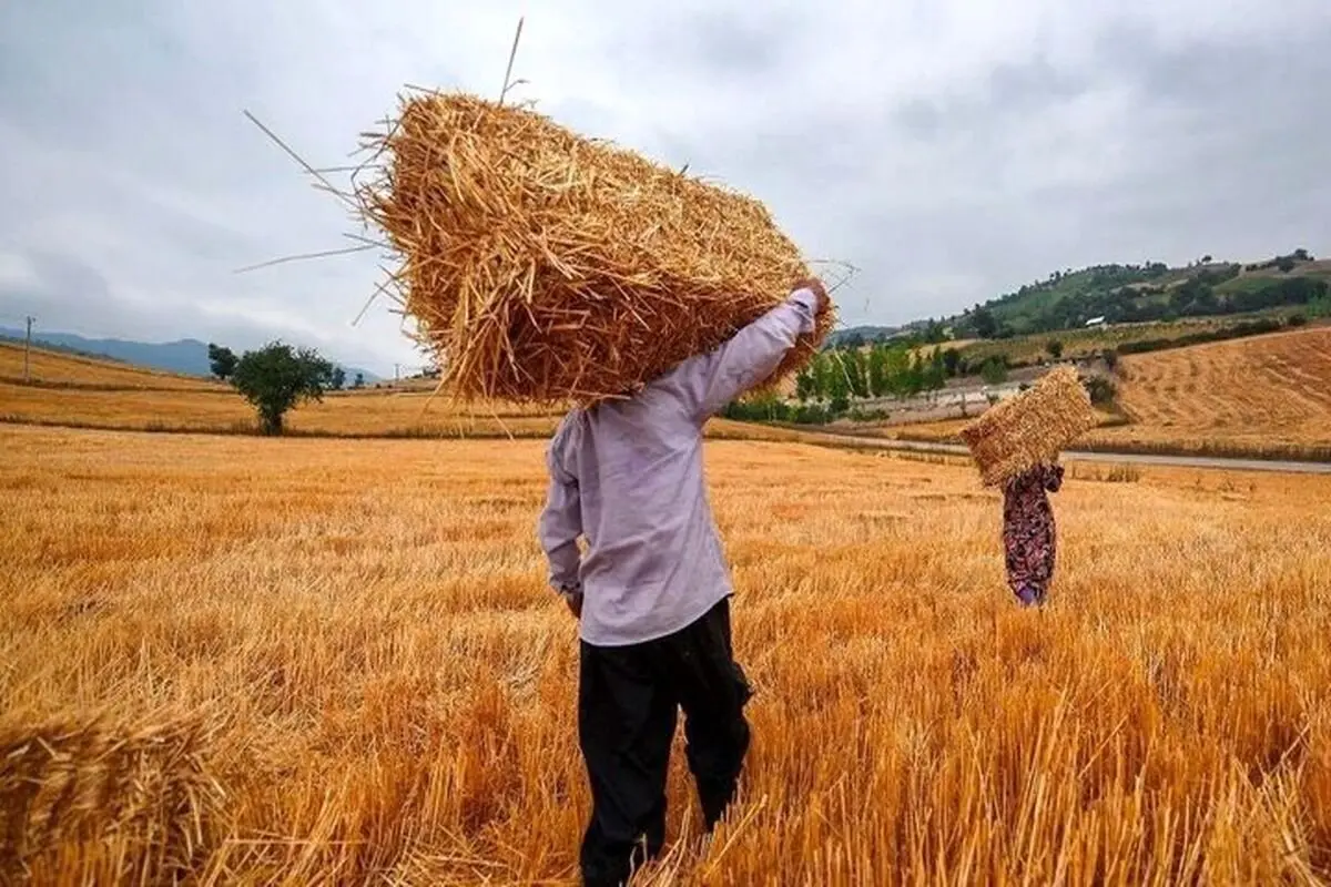 آخرین خبر از پرداخت مطالبات گندمکاران امروز شنبه ۲۷ تیر ۱۴۰۵