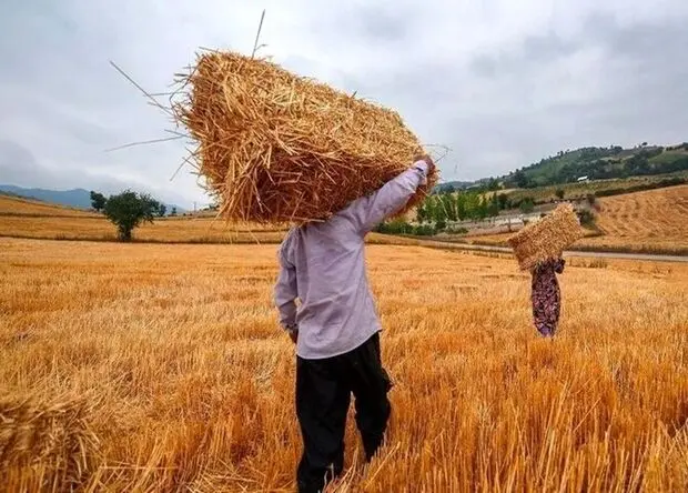 آخرین خبر از پرداخت مطالبات گندمکاران امروز شنبه ۲۷ تیر ۱۴۰۵