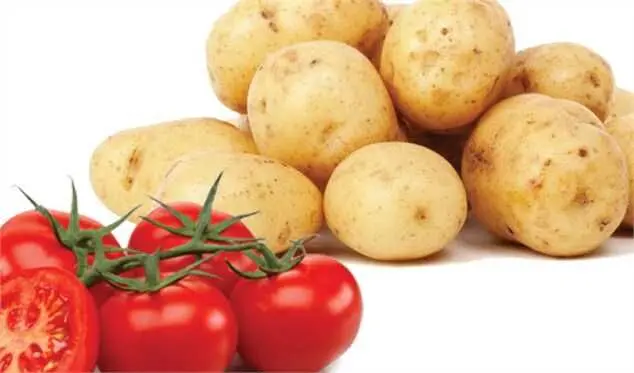سیب‌زمینی و گوجه‌فرنگی ارزان شد