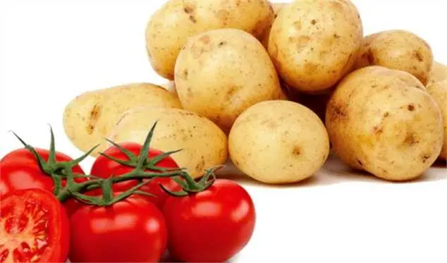 سیبزمینی و گوجهفرنگی ارزان شد