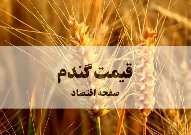 آخرین خبر از مطالبات گندمکاران و زمان اعلام قیمت جدید گندم به گفته رئیس سازمان برنامه و بودجه + ویدئو