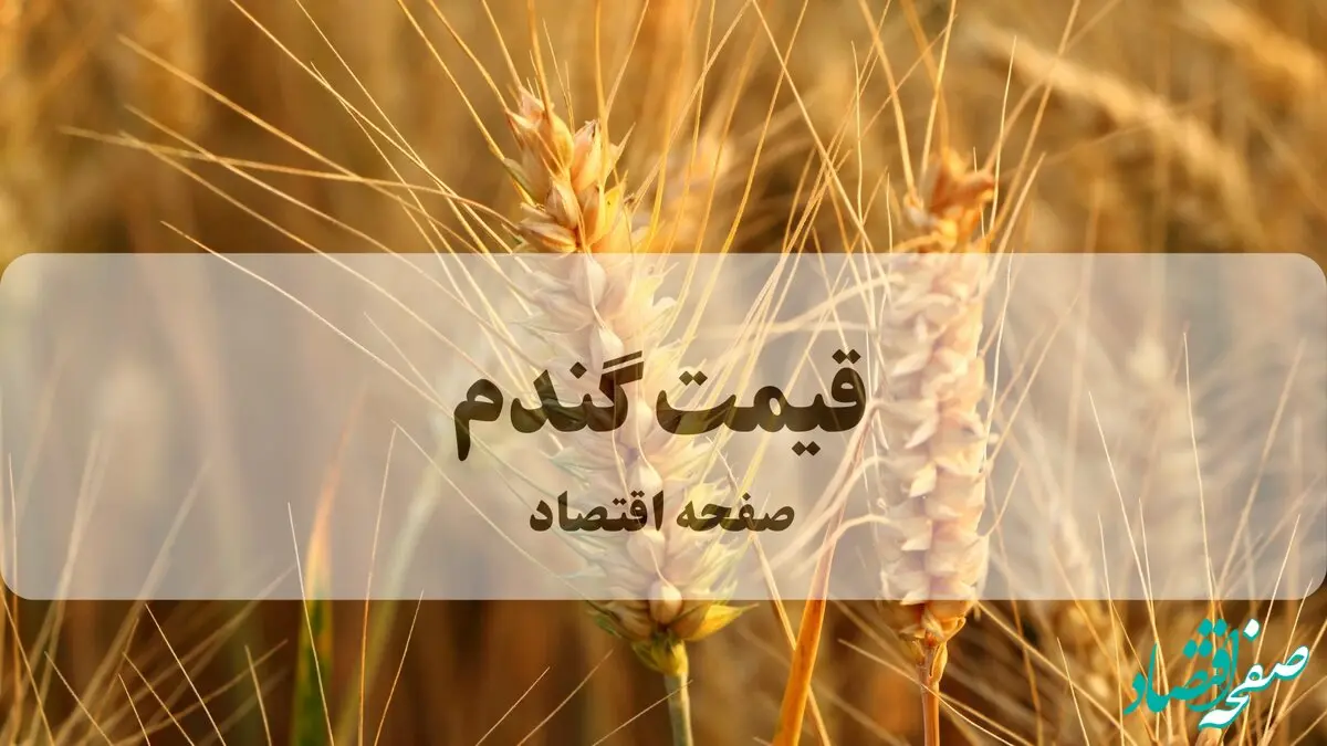 آخرین خبر از تعیین قیمت گندم امروز پنجشنبه ۹ بهمن ۱۴۰۴