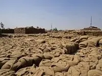 فقط چهل روز تا انفجار قیمت مواد غذایی | کود با ارزش تر از نفت