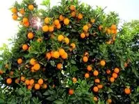 باغداران مازندران نگران یخ‌زدگی محصولات نباشند/مرکبات تحمل دمای ۲ درجه زیر صفر را دارد