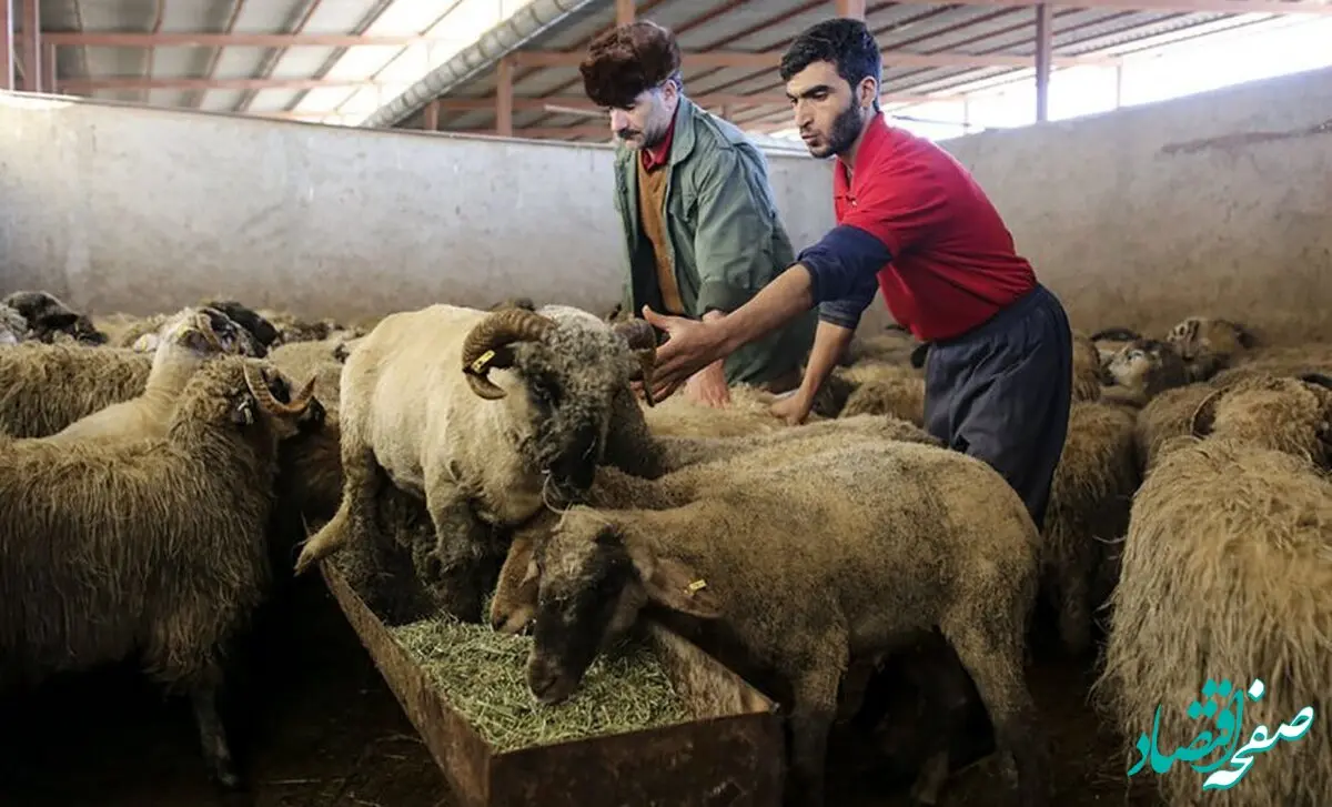 جدول قیمت دام زنده امروز شنبه۱۸ مردادماه ۱۴۰۴ |  قیمت گوسفند و گوساله تا آسمان رفت! 