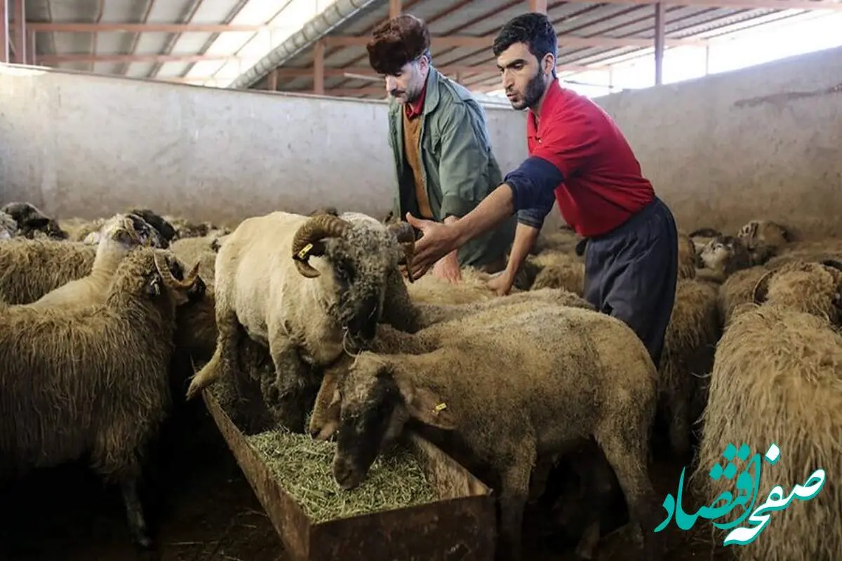 جدول قیمت دام زنده امروز شنبه۱۸ مردادماه ۱۴۰۴ | قیمت گوسفند و گوساله تا آسمان رفت!