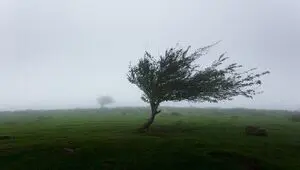 آیا وزش باد در استان اردبیل ادامه دارد؟ 