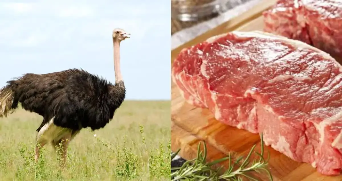 قیمت گوشت شترمرغ چند؟ + قیمت گوشت شترمرغ سه‌شنبه ۲۹ اردیبهشت