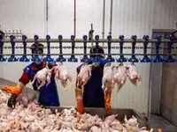 امان از روش عجیب مغازه داران برای گران فروشی مرغ