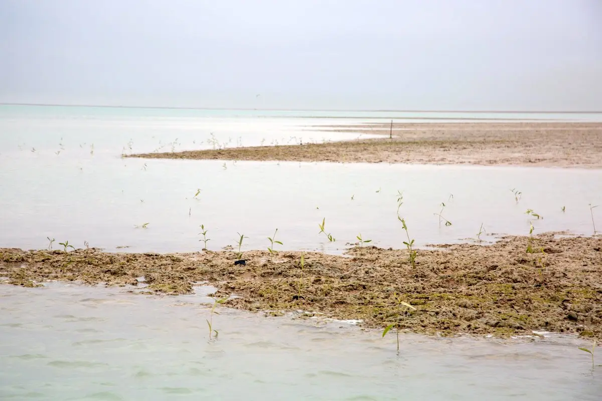 تقدیر مدیرکل سازمان محیط زیست از فجر انرژی/ 30 هزار اصله حرا در خوریات کاشته شد