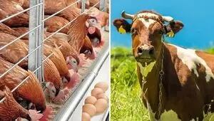 جدول قیمت نهاده های دامی و محصولات کشاورزی امروز ۳ شهریور