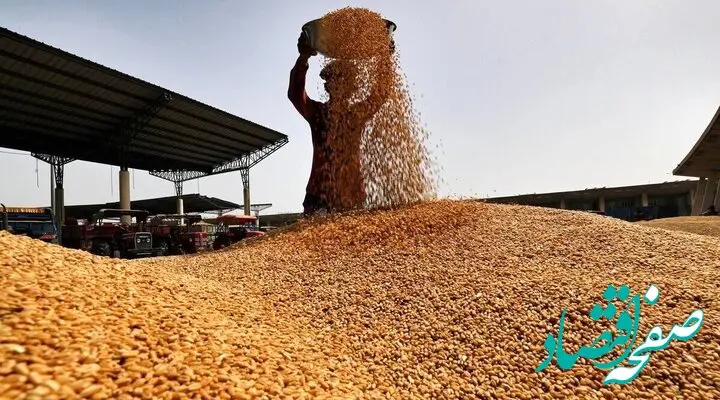 آخرین خبر از پرداخت مطالبات گندمکاران امروز جمعه ۱۱ آبان ماه ۱۴۰۳ | مطالبات گندمکاران واقعا کامل پرداخت شد؟ 