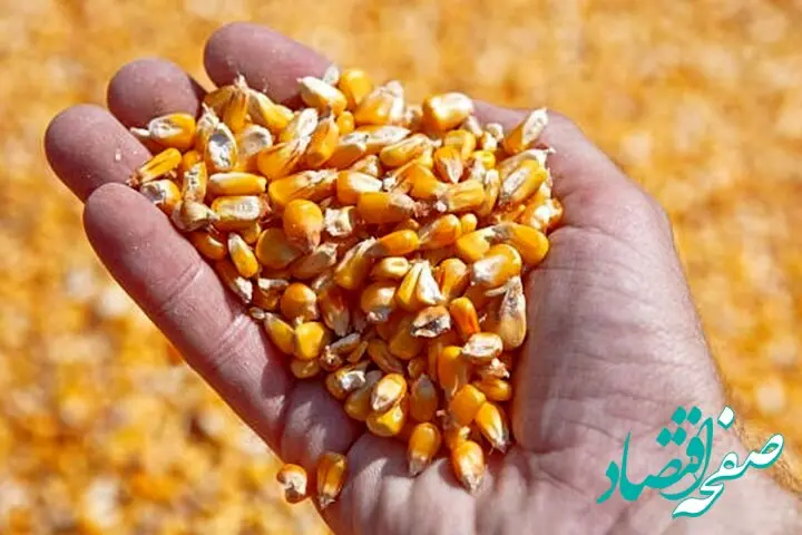 قیمت انواع نهاده های دامی امروز دوشنبه ۱۴ اسفند ماه ۱۴۰۲ + قیمت سبوس گندم