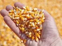 آخرین وضعیت نهاده‌های وارداتی و تامین کالا در کشور