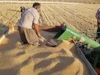 آخرین خبر درباره نرخ جدید خرید تصمینی گندم امروز دوشنبه ۱۶ مهر ماه ۱۴۰۳ | از پرداخت مطالبات گندمکاران و قیمت جدید گندم چه خبر؟ 