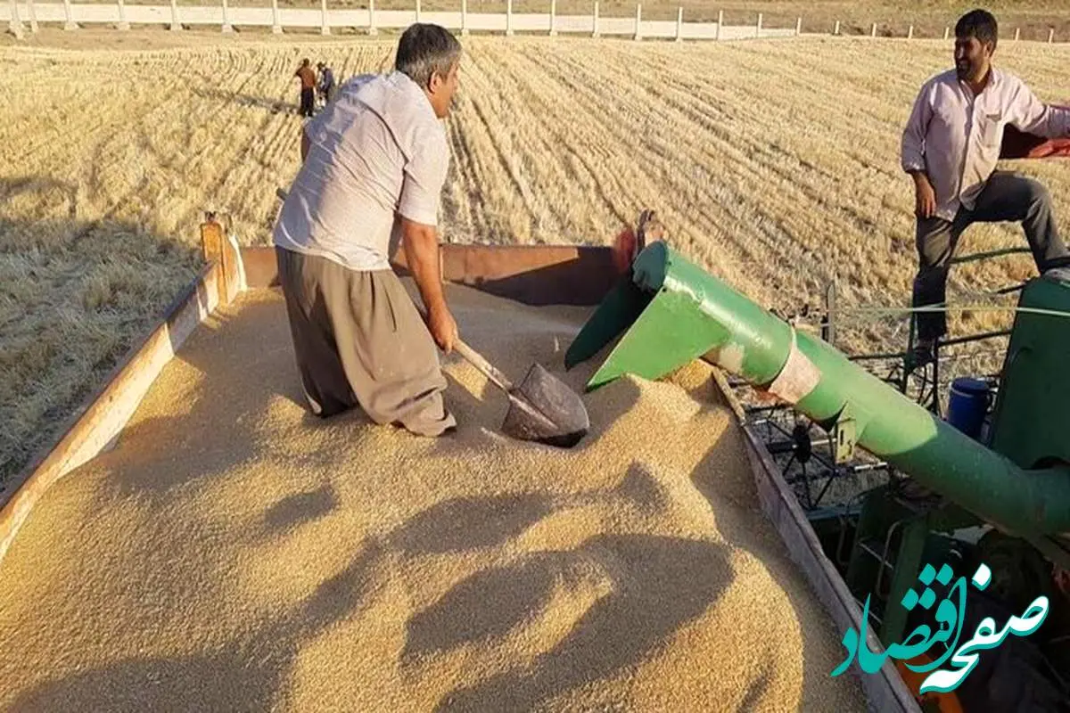 آخرین خبر درباره نرخ جدید خرید تصمینی گندم امروز دوشنبه ۱۶ مهر ماه ۱۴۰۳ | از پرداخت مطالبات گندمکاران و قیمت جدید گندم چه خبر؟ 