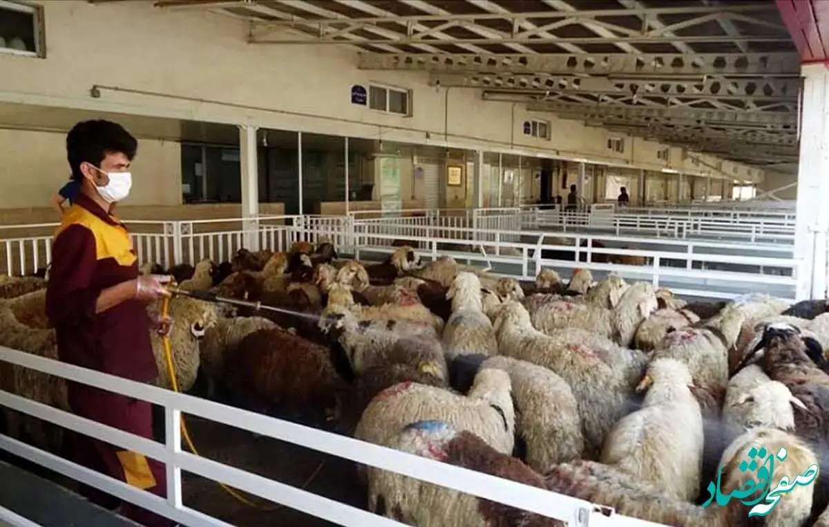 جدول قیمت دام زنده امروز جمعه ۲۳ شهریور ۱۴۰۳ / قیمت گوسفند زنده در این استان‌ ها سقوط کرد!