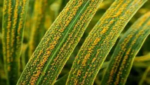 سازمان حفظ نباتات درباره احتمال بروز زنگ زرد گندم در برخی مناطق هشدار داد