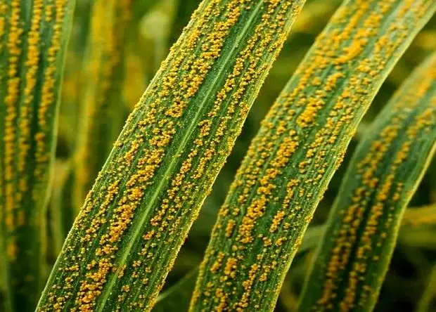 سازمان حفظ نباتات درباره احتمال بروز زنگ زرد گندم در برخی مناطق هشدار داد