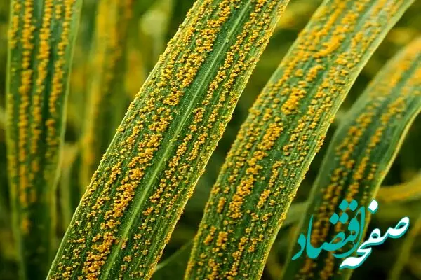 سازمان حفظ نباتات درباره احتمال بروز زنگ زرد گندم در برخی مناطق هشدار داد