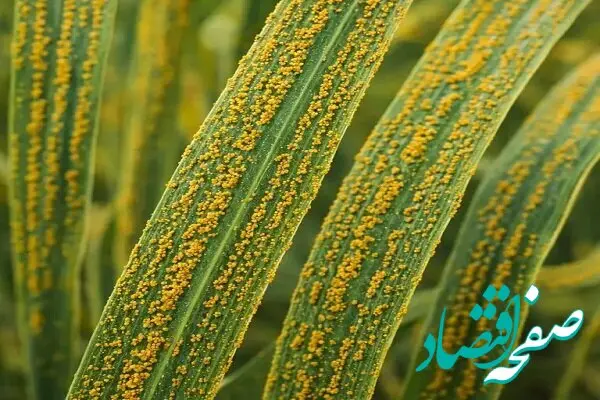 سازمان حفظ نباتات درباره احتمال بروز زنگ زرد گندم در برخی مناطق هشدار داد