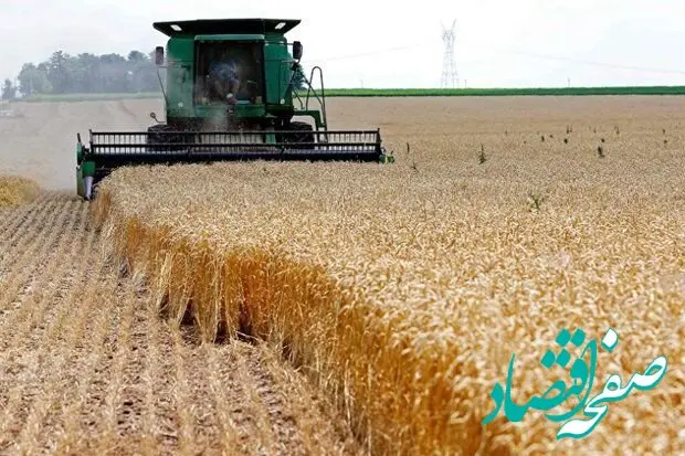آیا اجرای قانون ارث، تولید گندم را نصف می‌کند؟