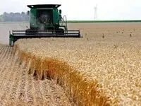 آیا اجرای قانون ارث، تولید گندم را نصف می‌کند؟