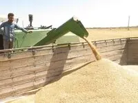 یک خبر درباره گندمکاران گلستان