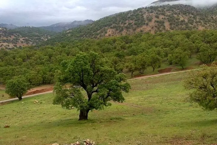 ارزش زیست‌محیطی یک درخت بلوط ۲۰ میلیارد تومان