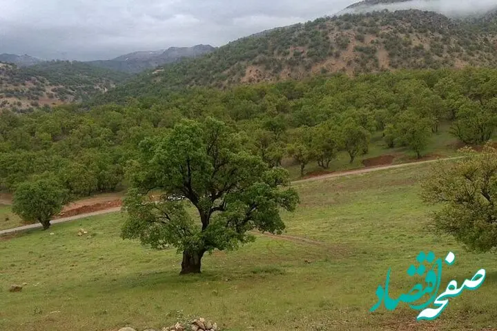 ارزش زیست‌محیطی یک درخت بلوط ۲۰ میلیارد تومان
