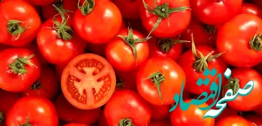 بازار میوه و صیفی تا ۱۰ دی به تعادل می رسد / قیمت گوجه فرنگی اعلام شد 