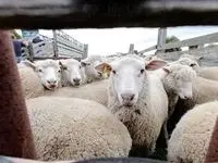 آخرین قیمت دام زنده امروز یکشنبه ۹ دی ۱۴۰۳