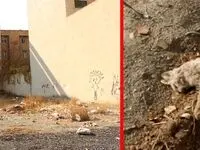 قاتل روان پریش گربه ها بعد از آزادی بازهم به خانه همسایه ها حمله کرد / همسایه ها ؛ ما امنیت نداریم ! 