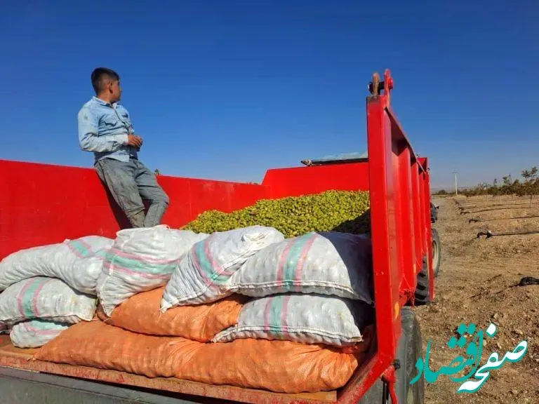 خبر خوب| آغاز اولین برداشت محصول گردو از باغات ۲۳۵۰ هکتاری شرکت آریا دشت در منطقه آزاد ماکو