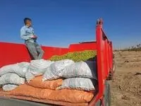 خبر خوب| آغاز اولین برداشت محصول گردو از باغات ۲۳۵۰ هکتاری شرکت آریا دشت در منطقه آزاد ماکو