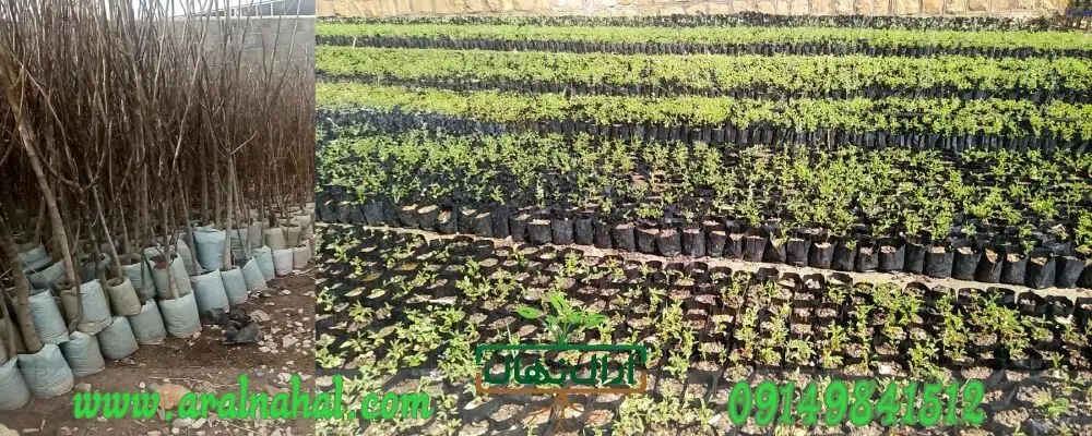 نهالستان آرال نهال، عرضه نهال اصلاح شده