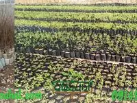 نهالستان آرال نهال، عرضه نهال اصلاح شده