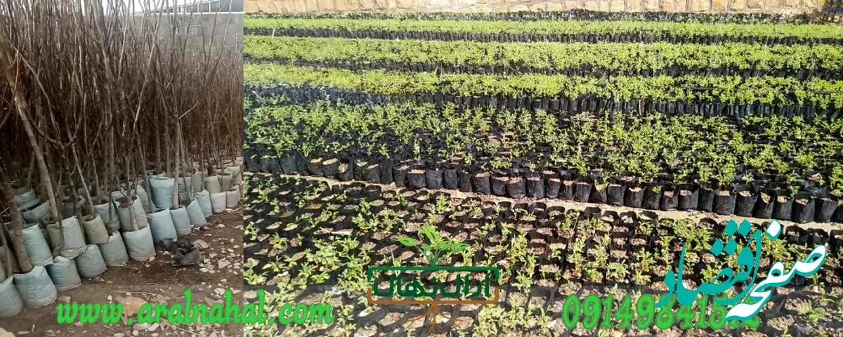 نهالستان آرال نهال، عرضه نهال اصلاح شده
